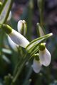 Galanthus nivalis-1 Śnieżyczka przebiśnieg